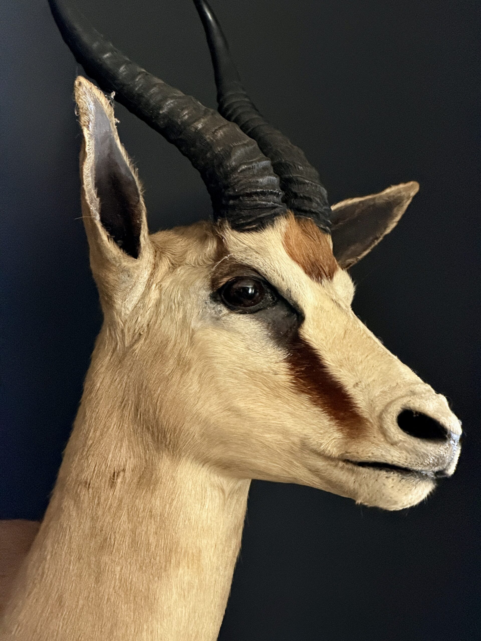 Opgezette springbok Opgezette springbok