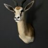 Opgezette springbok Opgezette springbok