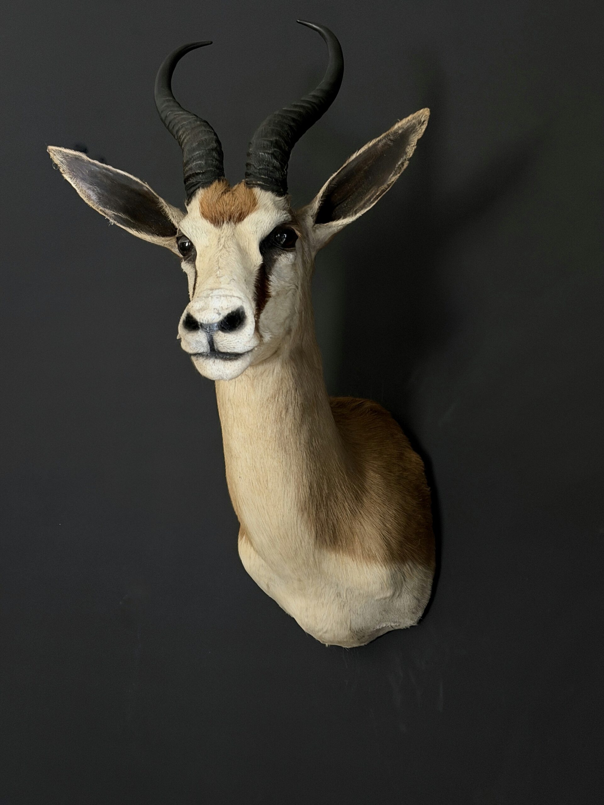 Opgezette springbok Opgezette springbok
