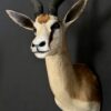 Opgezette springbok