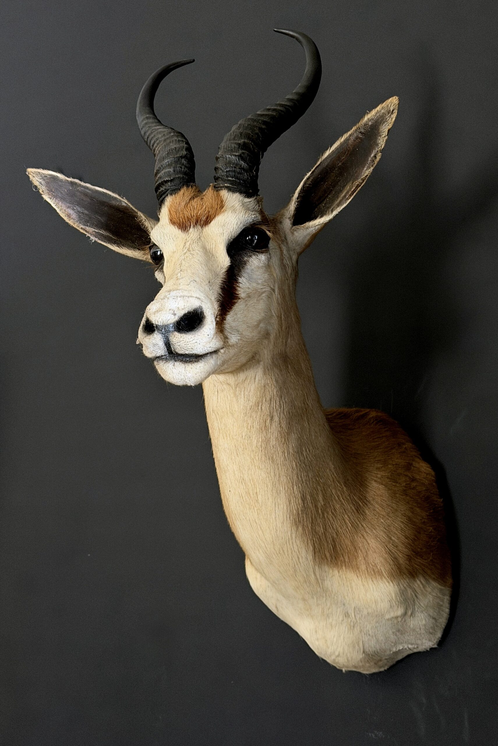Opgezette springbok