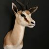 Opgezette springbok