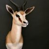 Opgezette springbok