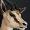 Opgezette springbok