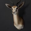 Opgezette springbok