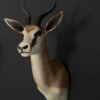 Opgezette springbok