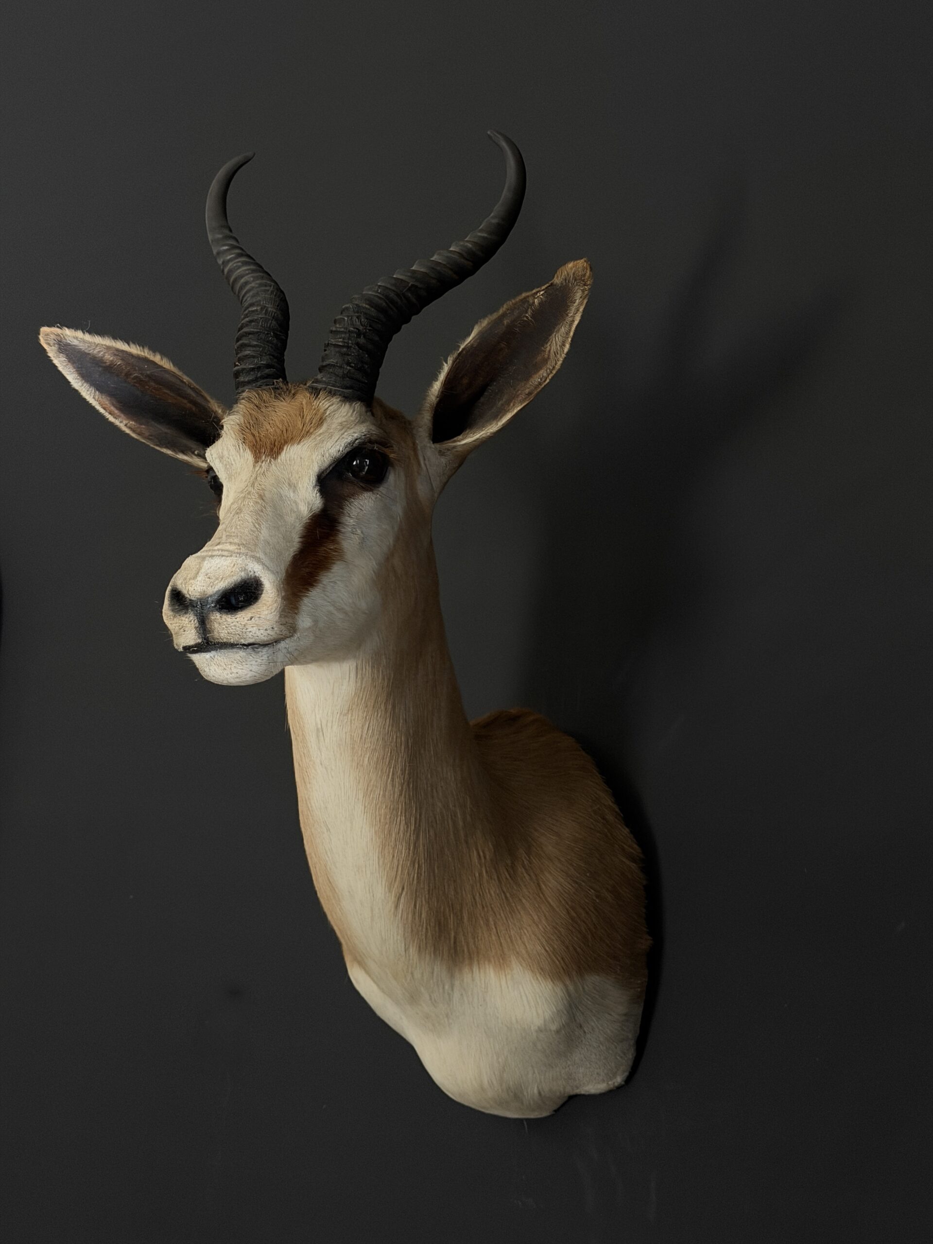 Opgezette springbok