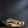 Nijlkrokodil schedel replica