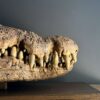 Nijlkrokodil schedel replica