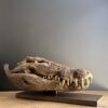 Nijlkrokodil schedel replica