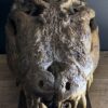 Nijlkrokodil schedel replica