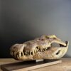 Nijlkrokodil schedel replica