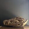Nijlkrokodil schedel replica