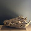 Nijlkrokodil schedel replica