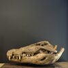 Nijlkrokodil schedel replica