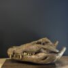 Nijlkrokodil schedel replica