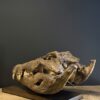 Nijlkrokodil schedel replica