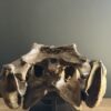 Nijlkrokodil schedel replica