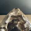 Nijlkrokodil schedel replica