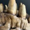 Nijlkrokodil schedel replica