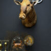 Golden Wildebeest (Connochaetes taurinus) Golden Wildebeest (Connochaetes taurinus)