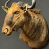 Golden Wildebeest (Connochaetes taurinus) Golden Wildebeest (Connochaetes taurinus)