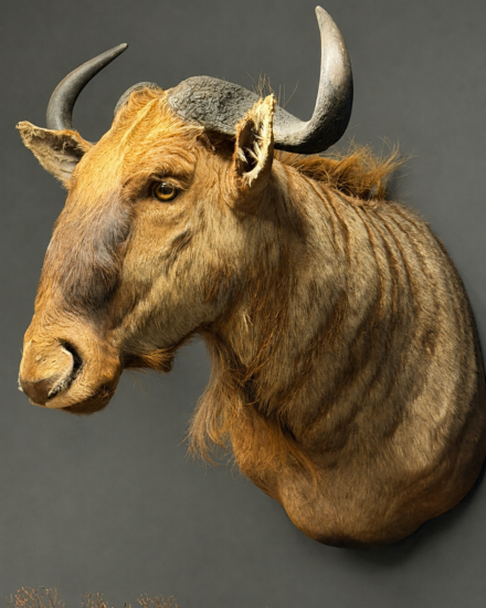 WILDEBEEST2 WILDEBEEST2