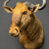 Golden Wildebeest (Connochaetes taurinus) Golden Wildebeest (Connochaetes taurinus)