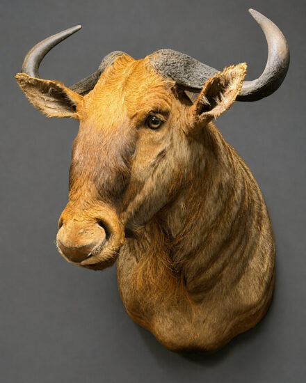 WILDEBEEST3 WILDEBEEST3