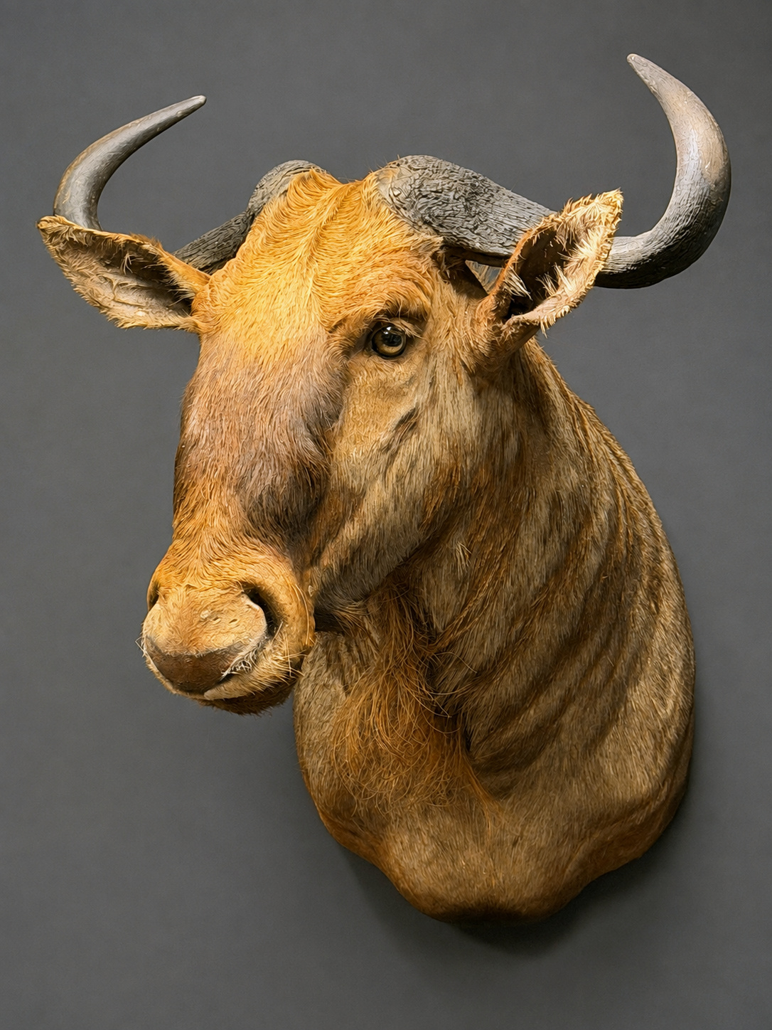 Golden Wildebeest (Connochaetes taurinus)