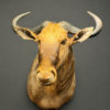Golden Wildebeest (Connochaetes taurinus) Golden Wildebeest (Connochaetes taurinus)