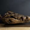 Nijlkrokodil schedel replica (gemetalliseerd in een kleur naar keuze).