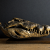 Nijlkrokodil schedel replica (gemetalliseerd in een kleur naar keuze).