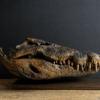 Nijlkrokodil schedel replica (gemetalliseerd in een kleur naar keuze).