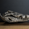 Nijlkrokodil schedel replica (gemetalliseerd in een kleur naar keuze).