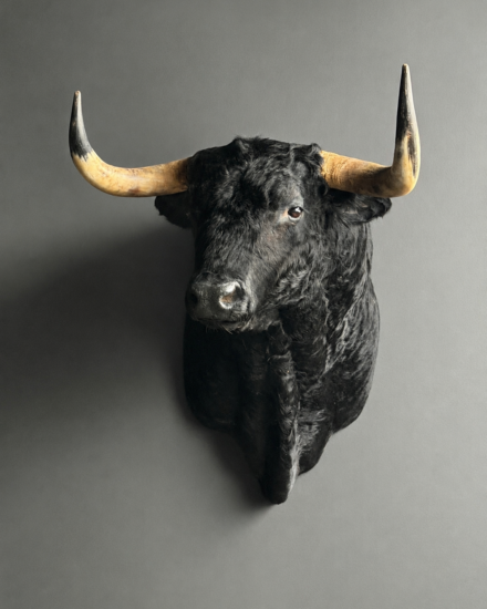 stier1 stier1