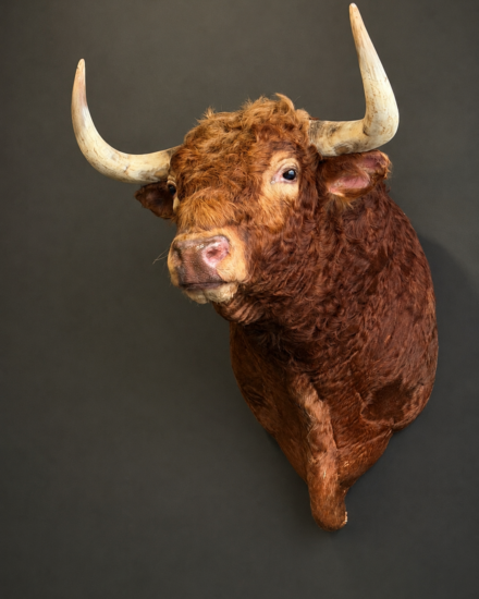 stier15 stier15