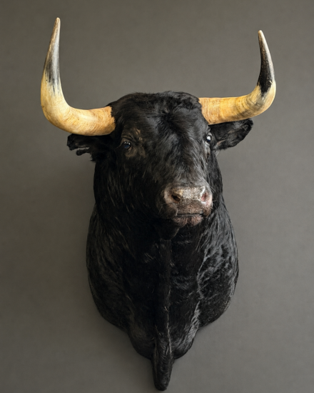 stier21 stier21