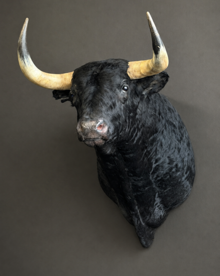 stier22 stier22