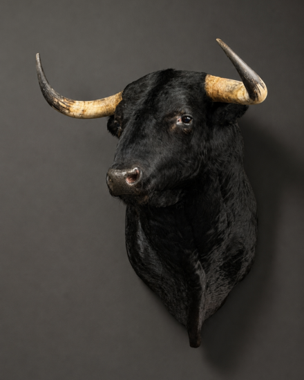 stier4