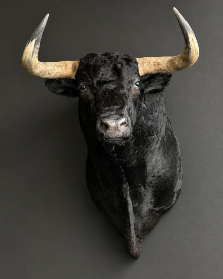 stier6