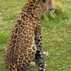 Opgezet Chinees luipaard (Panthera pardus)