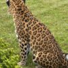 Opgezet Chinees luipaard (Panthera pardus)
