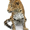 Opgezet Chinees luipaard (Panthera pardus)