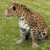 Opgezet Chinees luipaard (Panthera pardus)