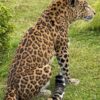 Opgezet Chinees luipaard (Panthera pardus)