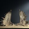 Moose antler lamps XL
