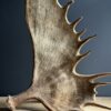 Moose antler lamps XL