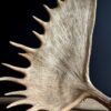 Moose antler lamps XL