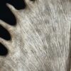 Moose antler lamps XL